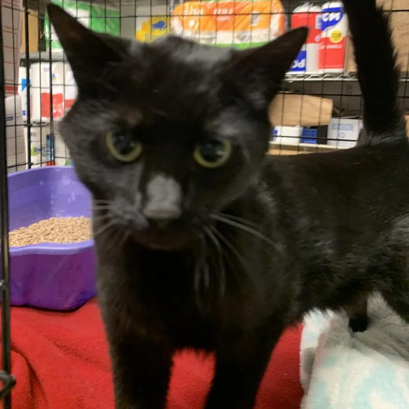 Fantasia thumbnail 2