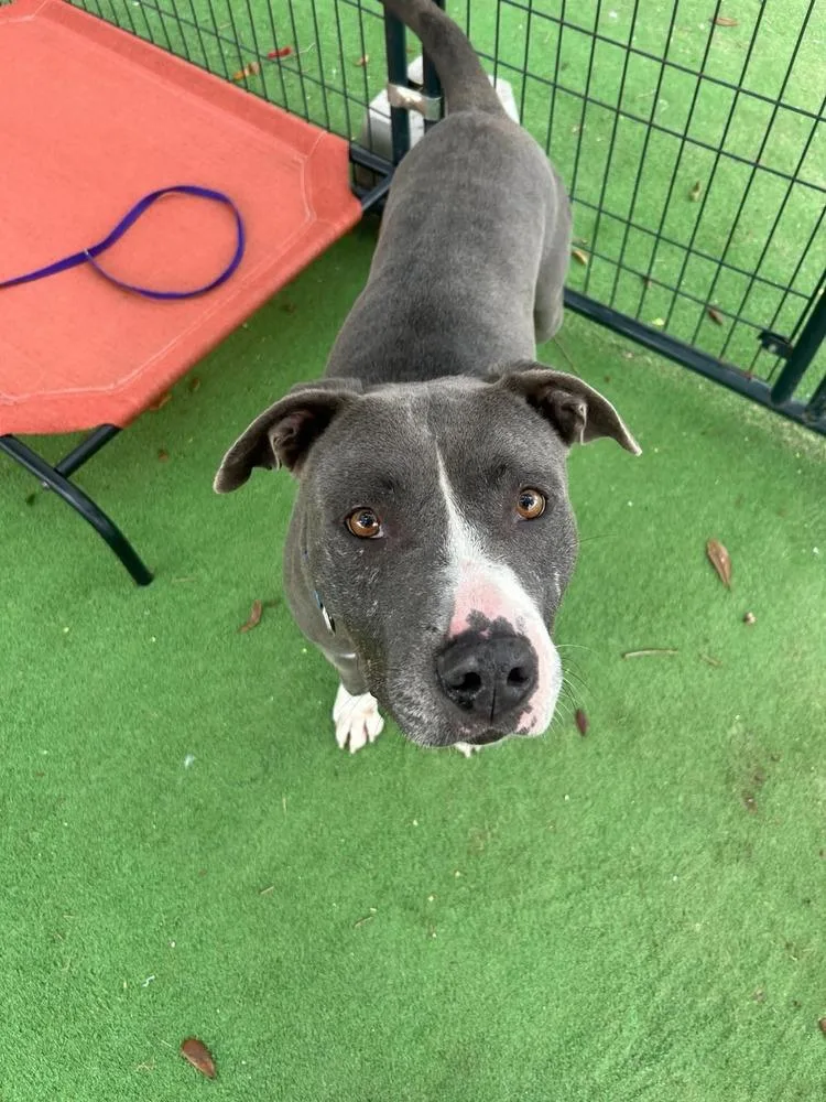 An adult large-sized male Pit Bull Terrier dog named Bates for adoption in Lakeland, FL