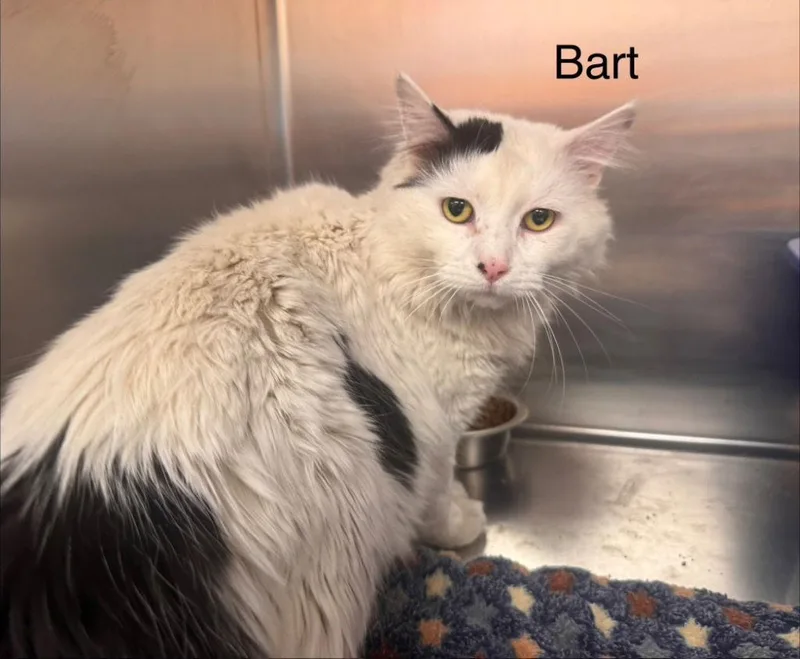 An adult small-sized male Black & White / Tuxedo Domestic Long Hair cat named Bart for adoption in Saint George, UT