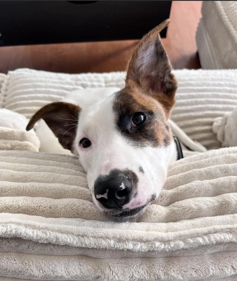 A young medium-sized female Brindle Terrier dog named That's Hot for adoption in New York, NY