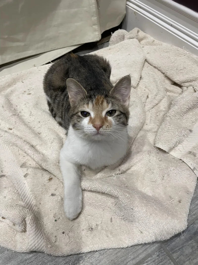 Scholastic Book Fair thumbnail 2