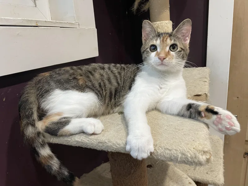 Scholastic Book Fair thumbnail 3