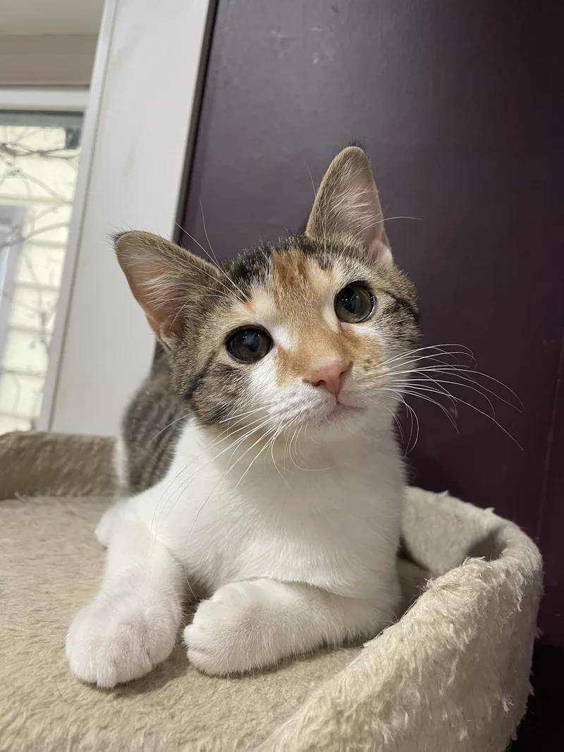 Scholastic Book Fair thumbnail 4