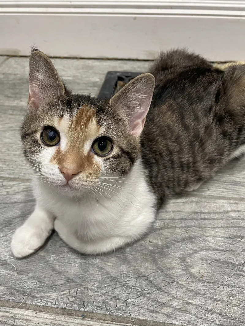 Scholastic Book Fair