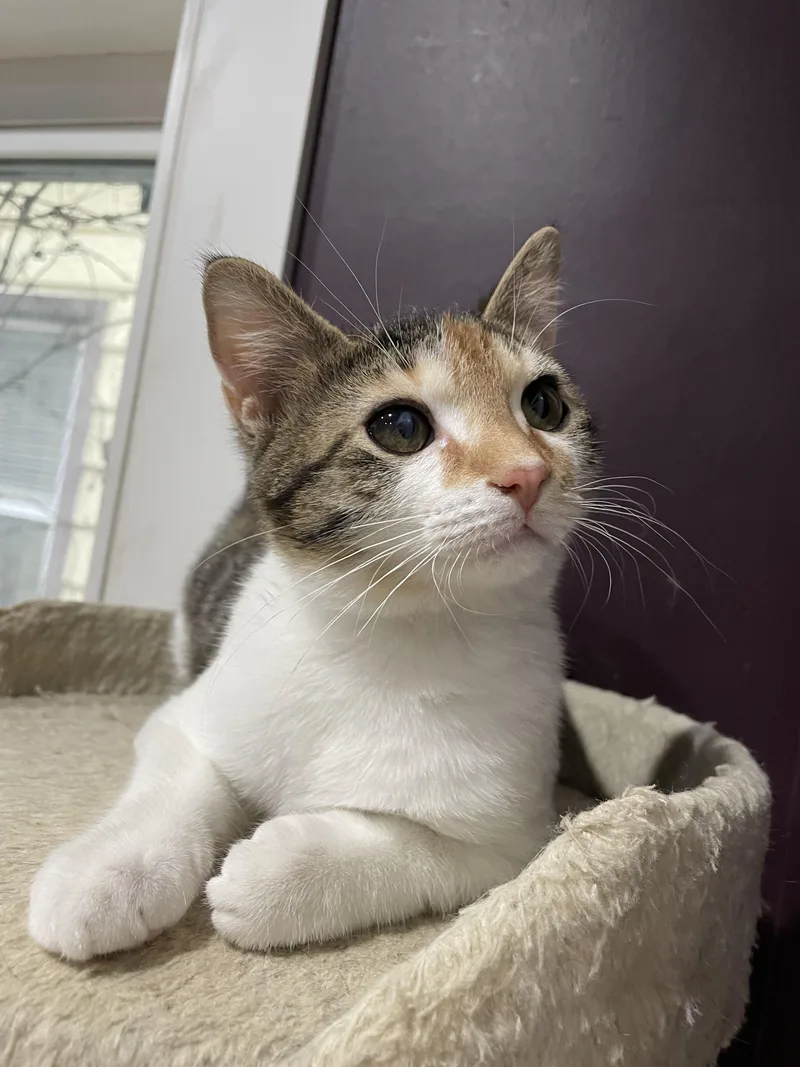 Scholastic Book Fair thumbnail 5