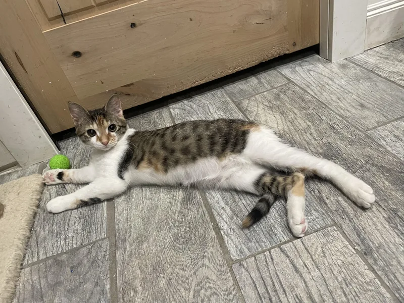 Scholastic Book Fair thumbnail 6