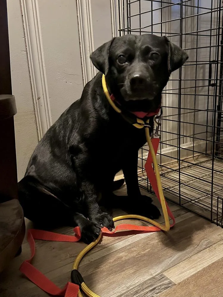 Marshall thumbnail 2