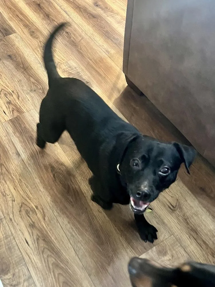 Marshall thumbnail 4