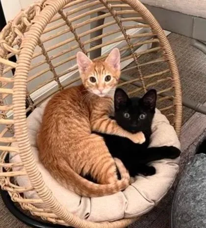 Veruca Salt thumbnail 2