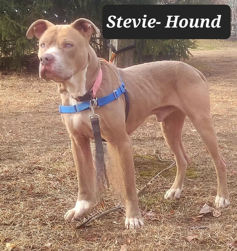 Stevie Urgent