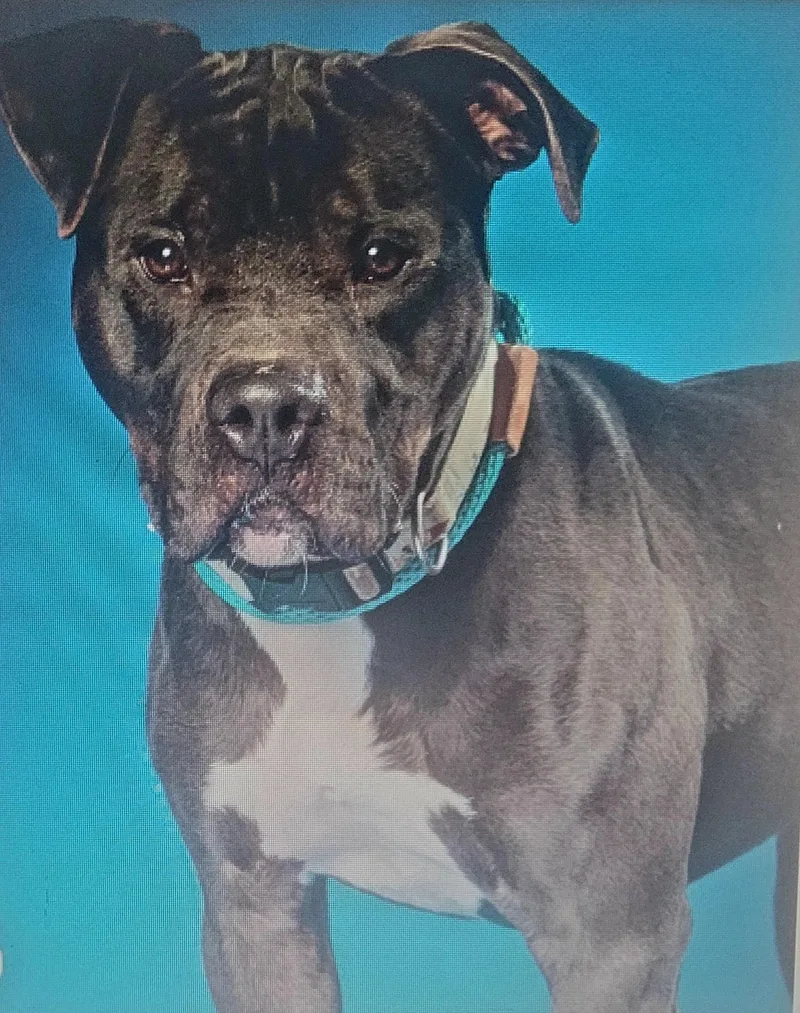 Buster Urgent thumbnail 3