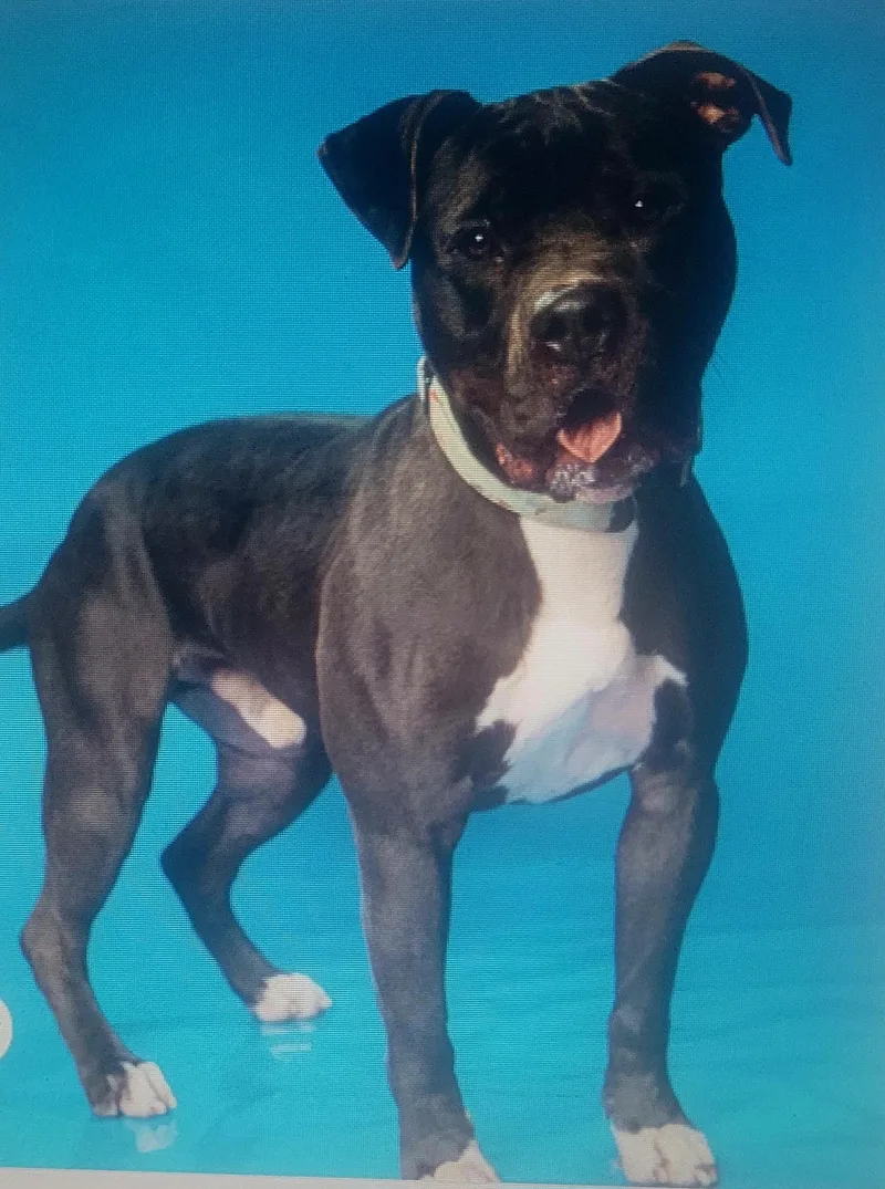 Buster Urgent thumbnail 5