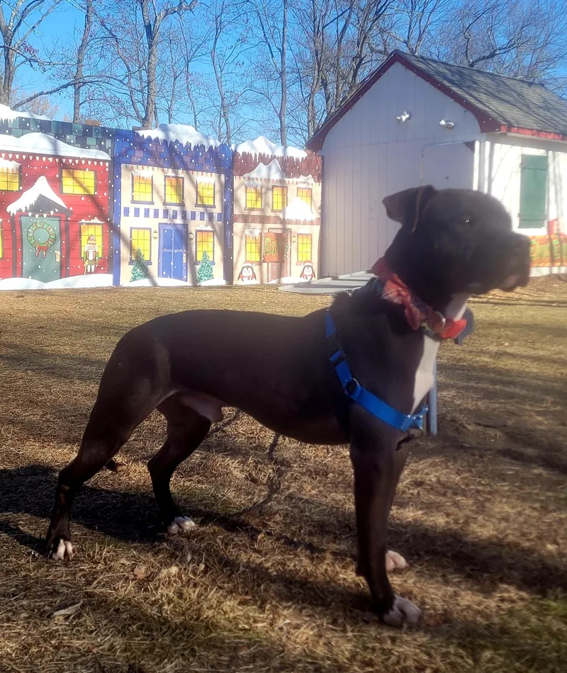 Buster Urgent thumbnail 6