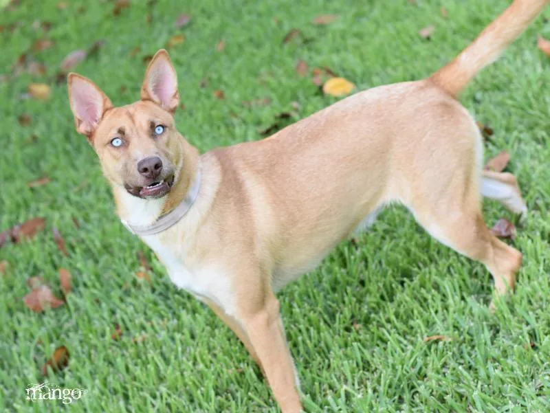 Mango  Foxy thumbnail 2