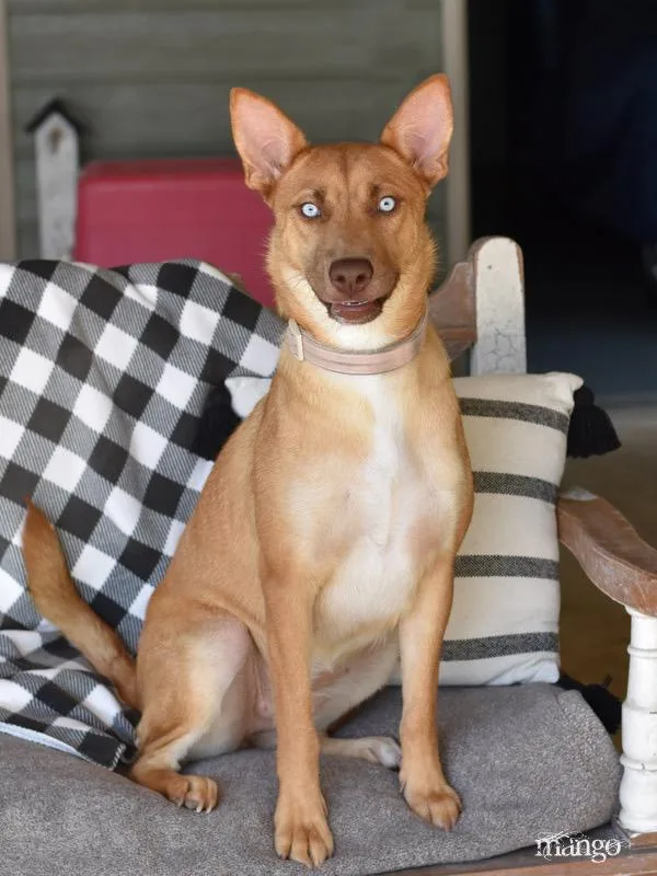 Mango  Foxy thumbnail 3