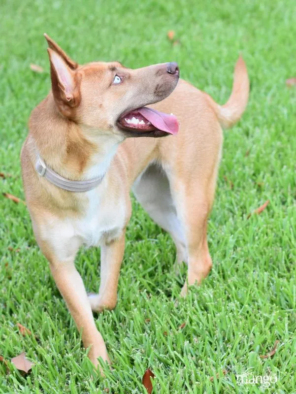 Mango  Foxy thumbnail 4