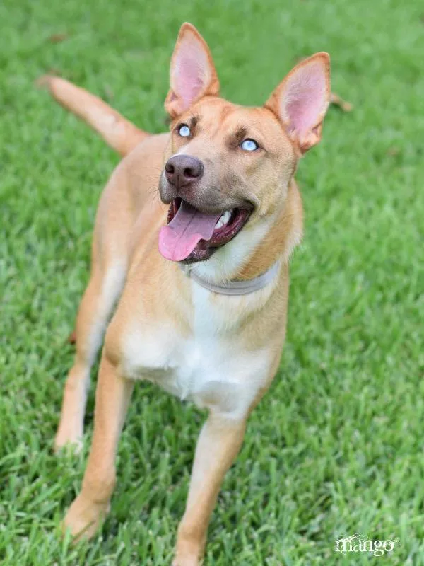 Mango  Foxy thumbnail 5