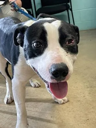 Jeremiah thumbnail 2