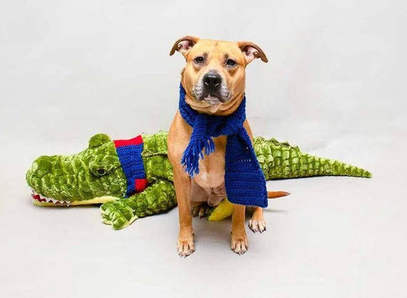 Van Halen thumbnail 2