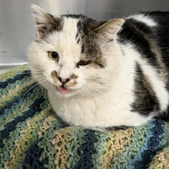 Meatloaf thumbnail 2