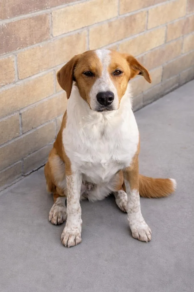 Cwoissant thumbnail 2