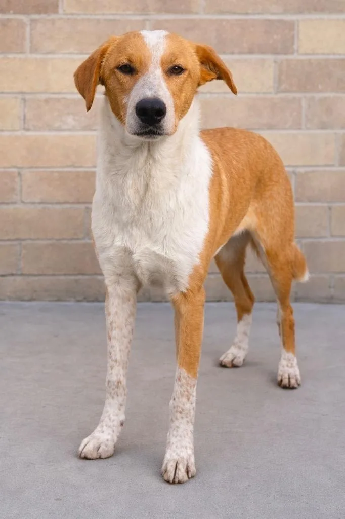 Cwoissant thumbnail 3