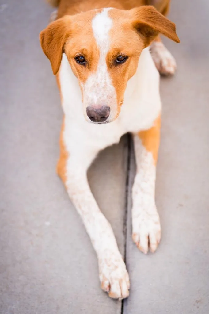 Cwoissant thumbnail 4