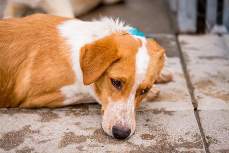 Cwoissant thumbnail 5