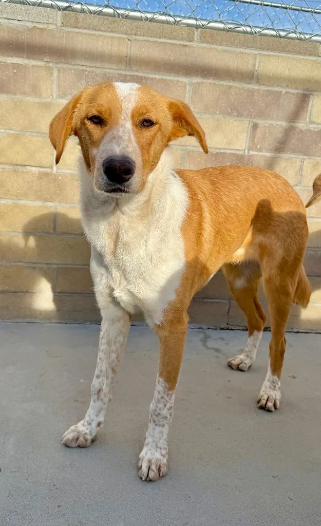 Cwoissant thumbnail 6