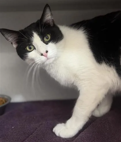 A young small-sized male Domestic Short Hair cat named Blizzard for adoption in Bensalem, PA