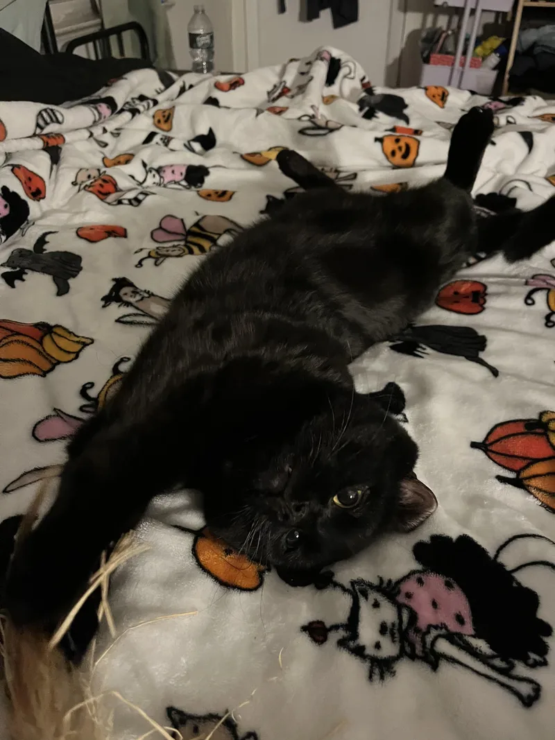 Pappy Aka Black Lab thumbnail 2