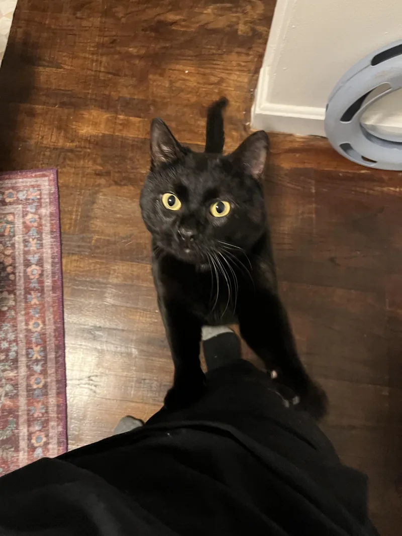 Pappy Aka Black Lab photo 1