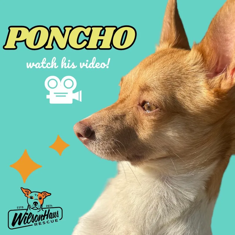 Poncho