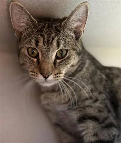 Pagliacci thumbnail 2