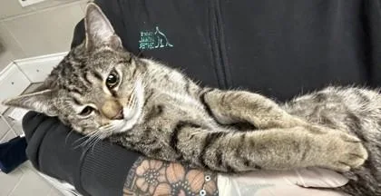 Pagliacci thumbnail 3