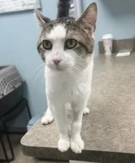 Sandwich thumbnail 2