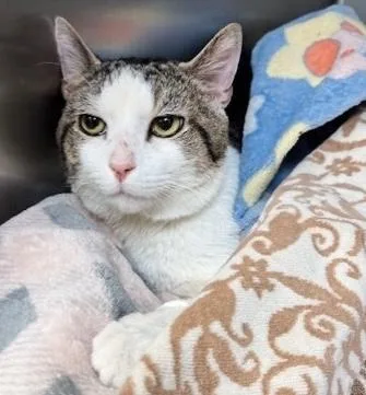 Sandwich thumbnail 3