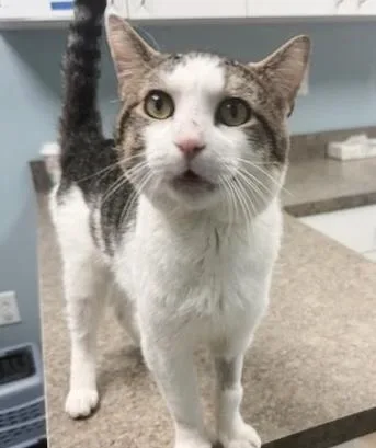 Sandwich thumbnail 4