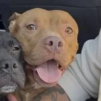 Honey "reddy" thumbnail 2