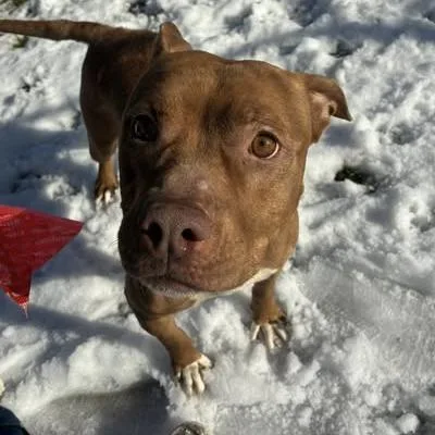 Honey "reddy" thumbnail 3