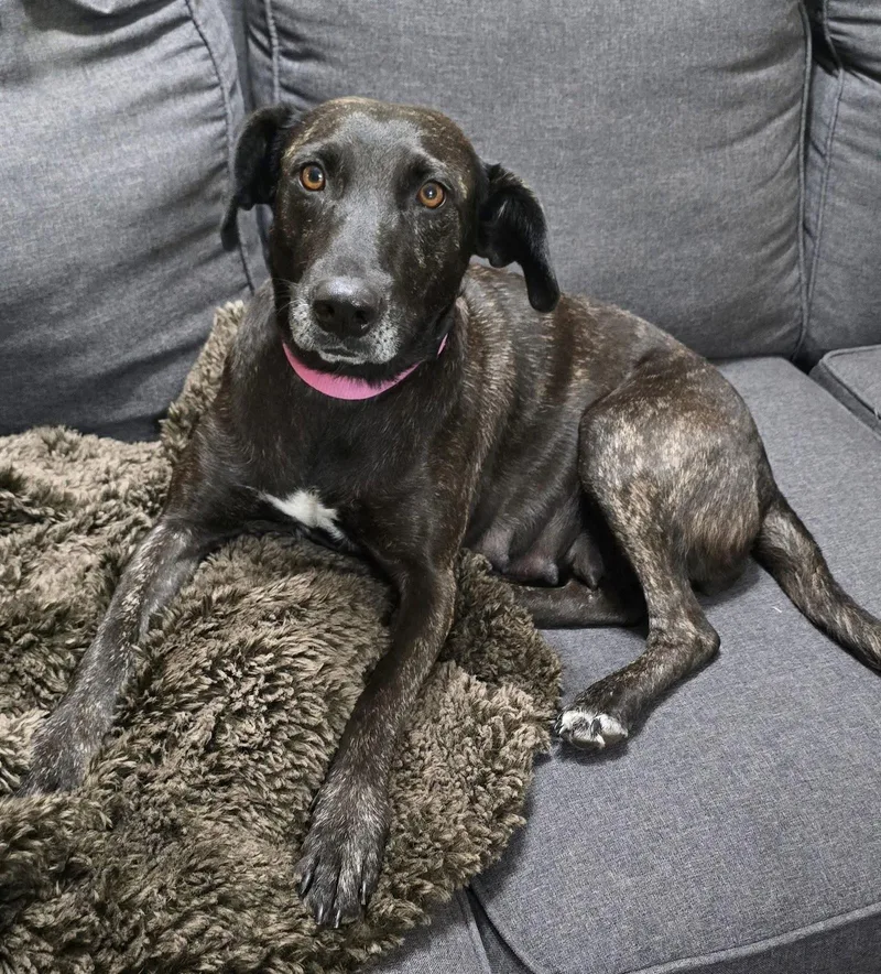 Joelle Brindle Beauty