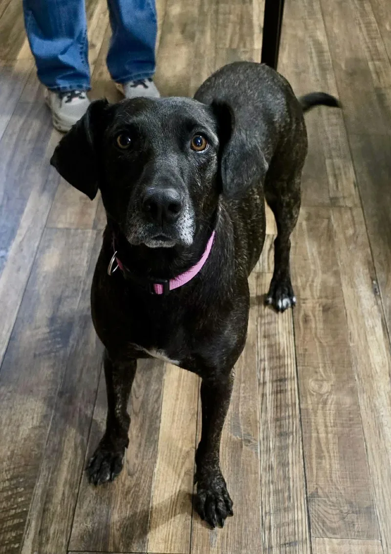 Joelle Brindle Beauty thumbnail 2