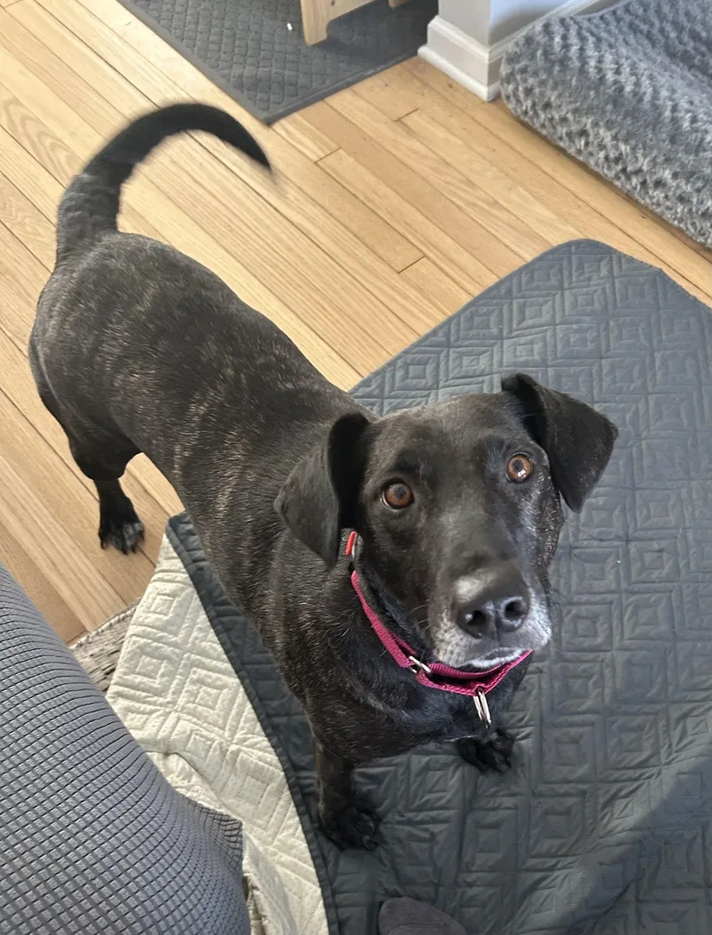 Joelle Brindle Beauty thumbnail 3