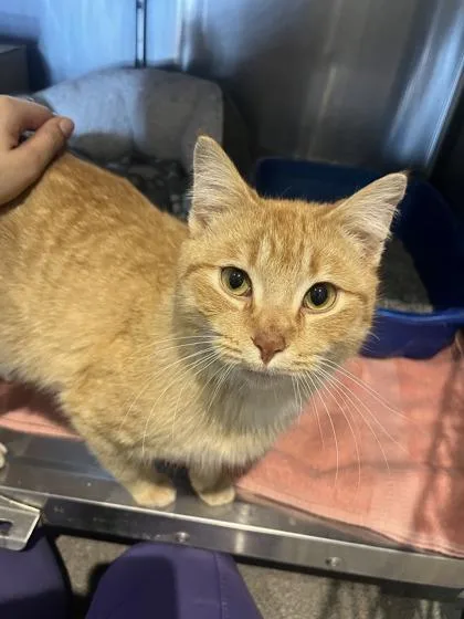 An adult small-sized male Domestic Short Hair cat named Ares for adoption in Maumee, OH
