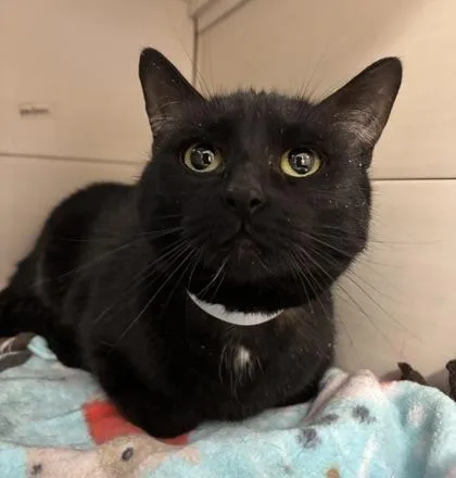 An adult small-sized female Domestic Short Hair cat named Azula for adoption in Maumee, OH