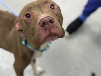 An adult medium-sized male Mixed Breed dog named Bando for adoption in Maumee, OH