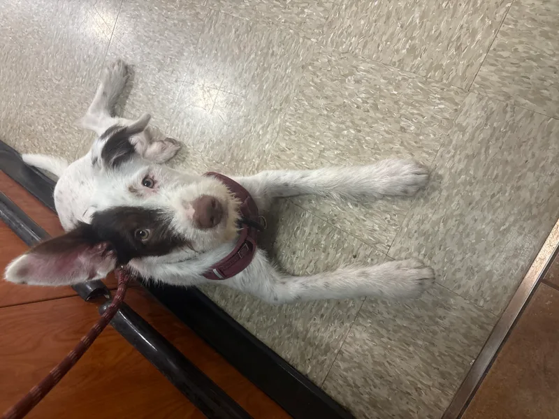 A baby small-sized male White / Cream Australian Cattle Dog / Blue Heeler dog named Lasso for adoption in Burleson, TX
