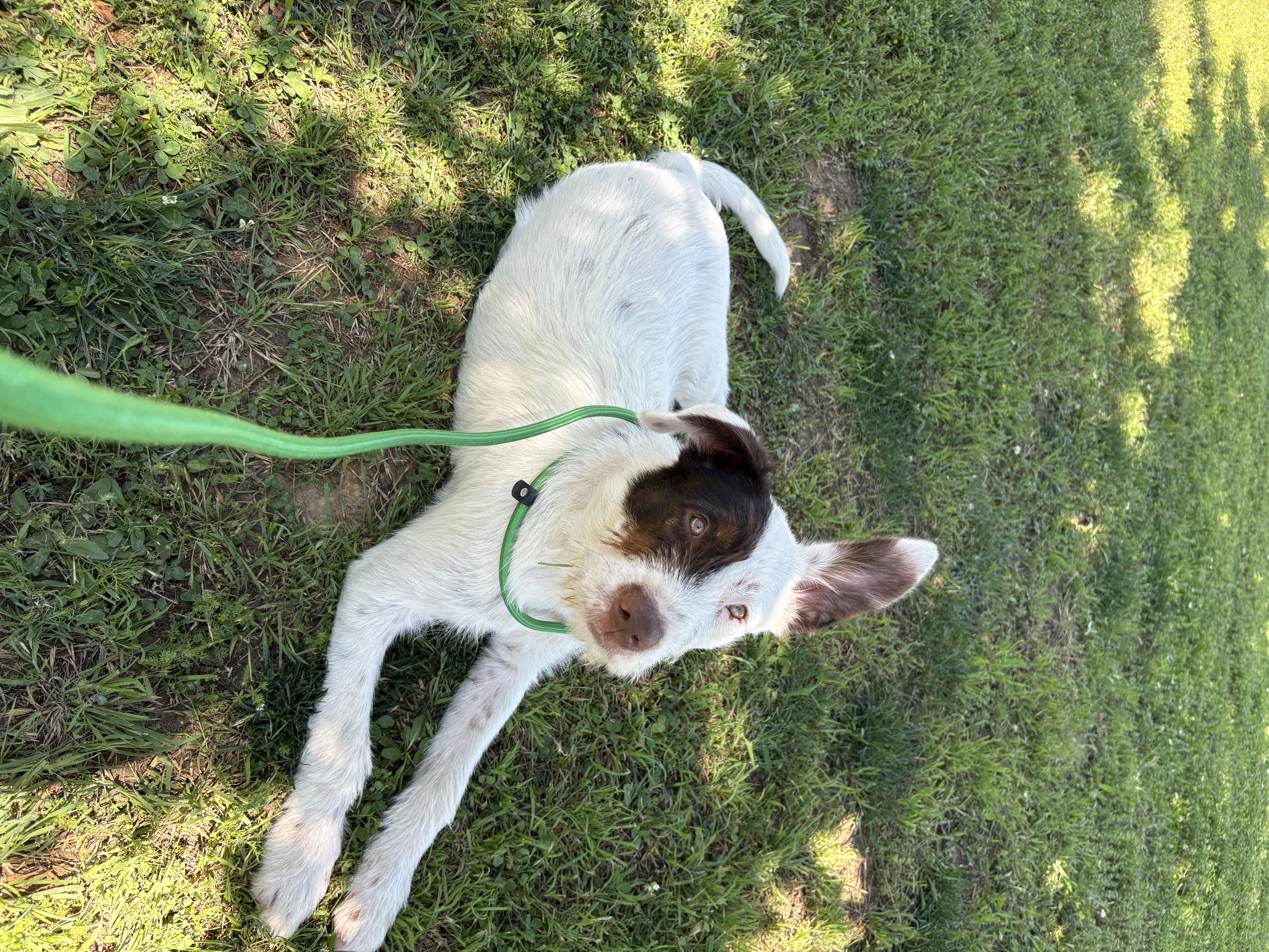 A baby small-sized male White / Cream Australian Cattle Dog / Blue Heeler dog named Lasso for adoption in Argyle, TX