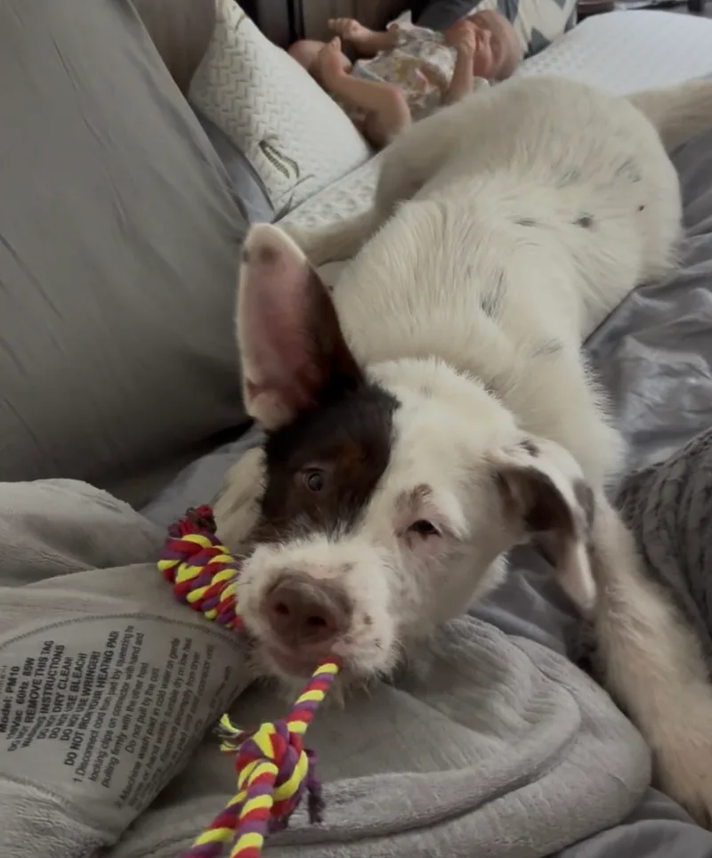 A baby small-sized male White / Cream Australian Cattle Dog / Blue Heeler dog named Lasso for adoption in Argyle, TX