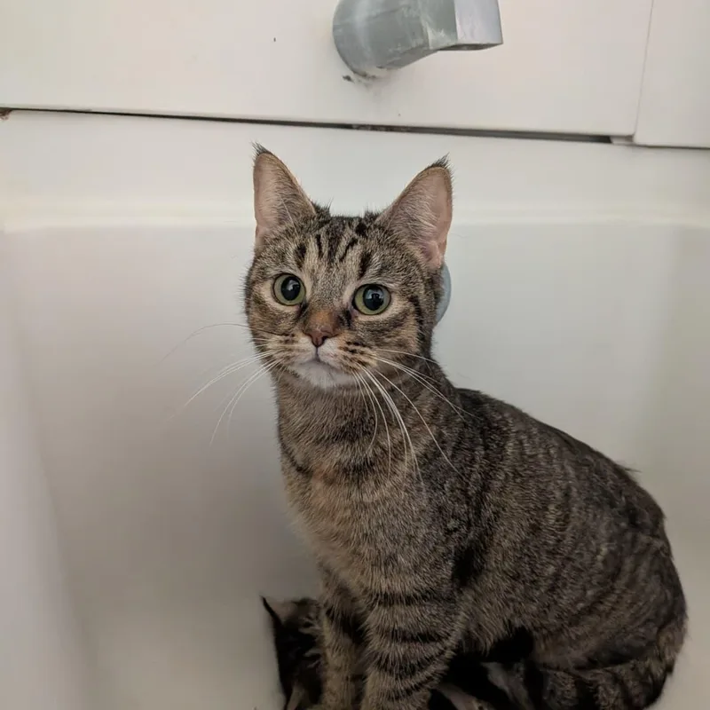 A young medium-sized female Tabby (Brown / Chocolate) Tabby cat named Rei for adoption in Sunrise, FL